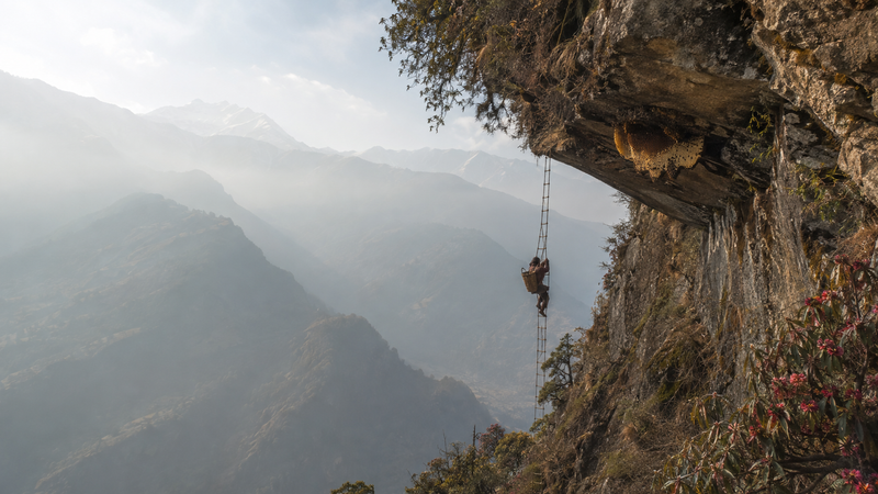 Himalayan Mad Honey: Harvested by Hand at 3,500 Meters