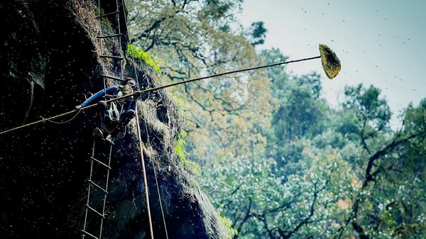 Honey hunter on a rope ladder harvesting a wild cliff comb in Nepal