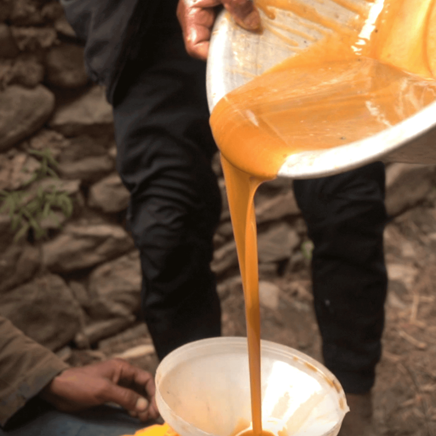 Collecting the Honey